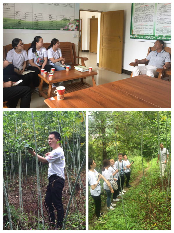 BETVLCTOR伟德官方网站实践团在合兴村村委、甜茶种植地进行采样调研